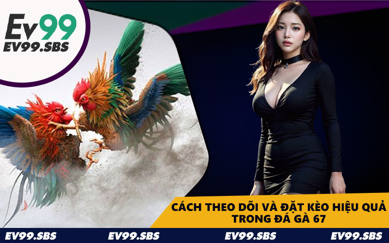 Cách theo dõi và đặt kèo hiệu quả trong đá gà 67